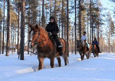 Levi: paseo por el bosque nevado y recorridos por las luces polares