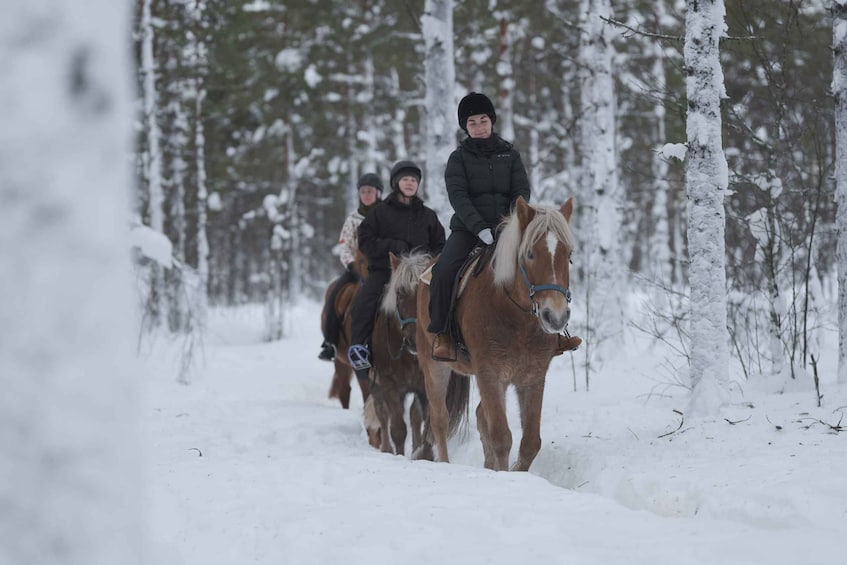 Picture 3 for Activity Levi: Snowy Forest Ride and Polar Lights Tours