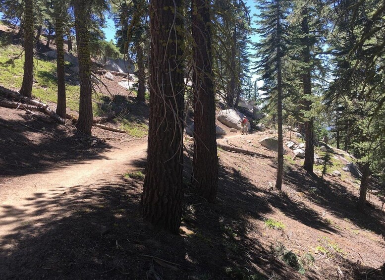 Picture 2 for Activity Lake Tahoe Fat Tire Mountain Bike Rentals | All Seasons