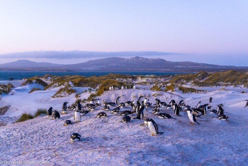  Falkland Islands Shared Tour with Penguins Sightseeing