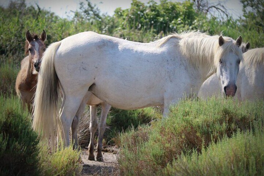 Camargue discovery