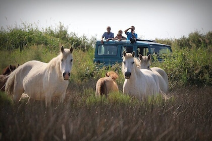 Aigues Mortes: 4x4 photo safari in the Camargue