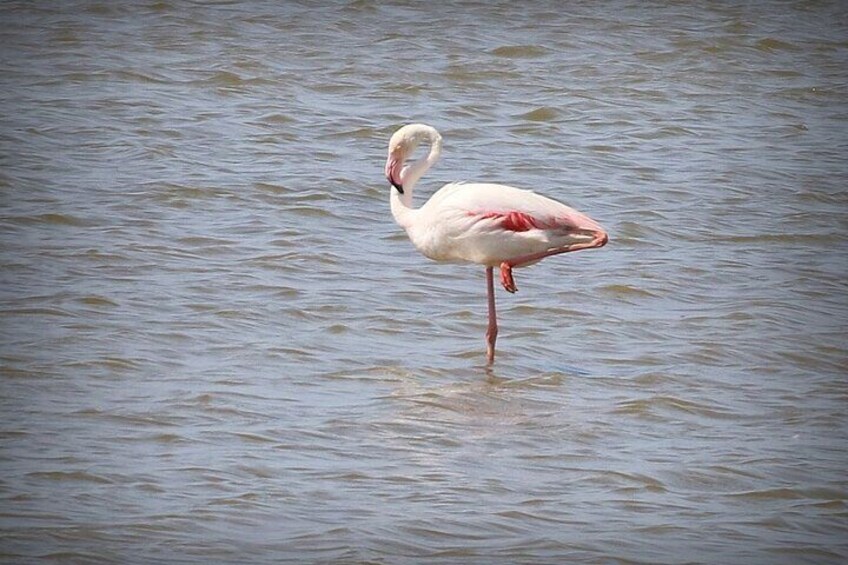 Camargue discovery