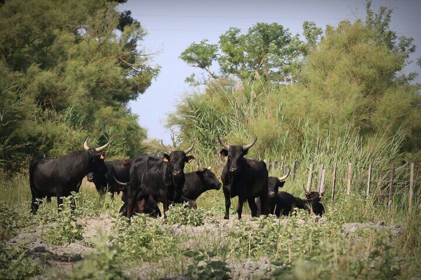 Camargue discovery