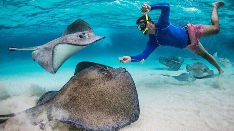 Stingray City Sandbar, Coral Gardens Snorkeling & Star Fish Point