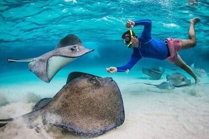 Stingray City Sandbar, Coral Gardens Snorkelling & Star Fish Point