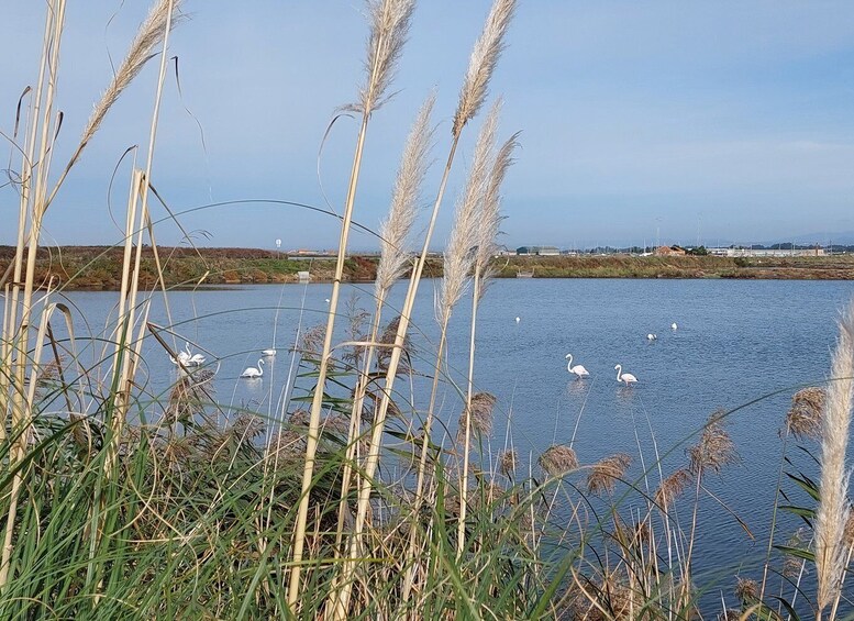 Picture 3 for Activity From Aveiro/Ilhavo: Barra, Costa Nova, and Vista Alegre Tour