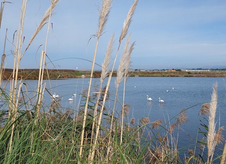 Picture 3 for Activity From Aveiro/Ilhavo: Barra, Costa Nova, and Vista Alegre Tour