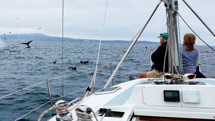 Private 3 Hour Whale Watching Cruise