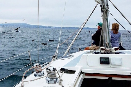 Monterey Private 3 - 4 Hour Whale Watching Cruise