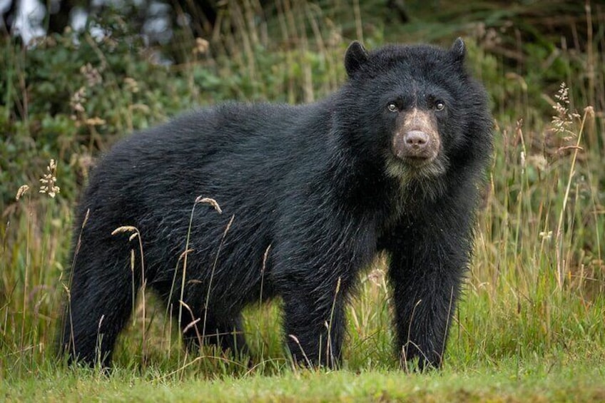 Private Bear Trail Experience near Bogotá