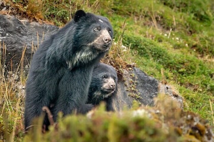 Private Bear Trail Experience near Bogotá