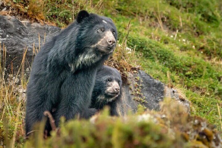 Private Bear Trail Experience near Bogotá