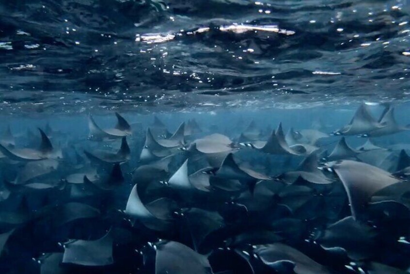 Snorkel with Mobula Rays