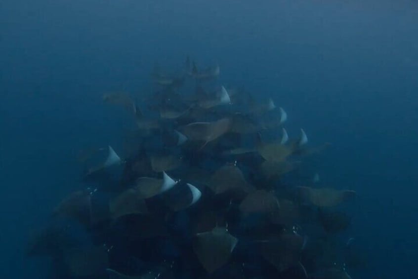 Snorkel with Mobula Rays