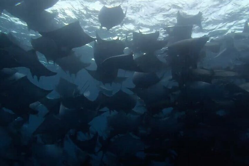 Snorkel with Mobula Rays