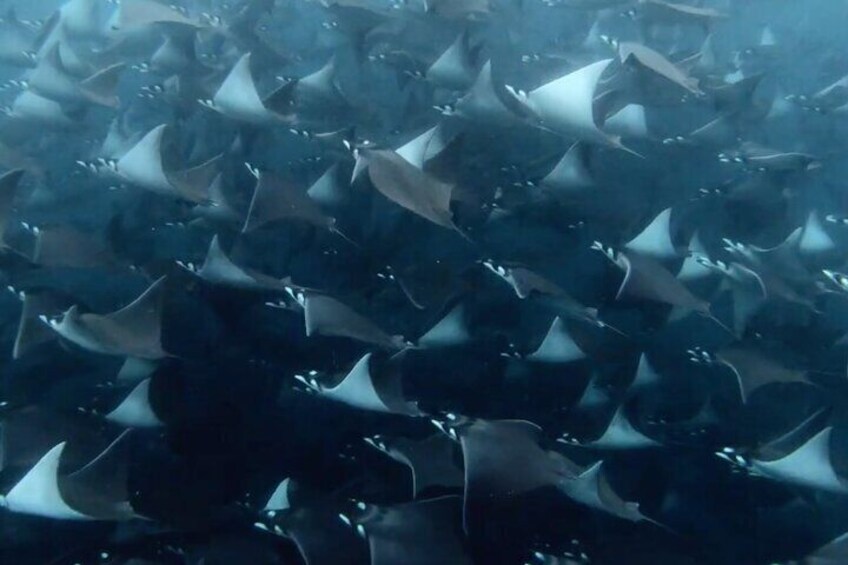 Snorkel with Mobula Rays