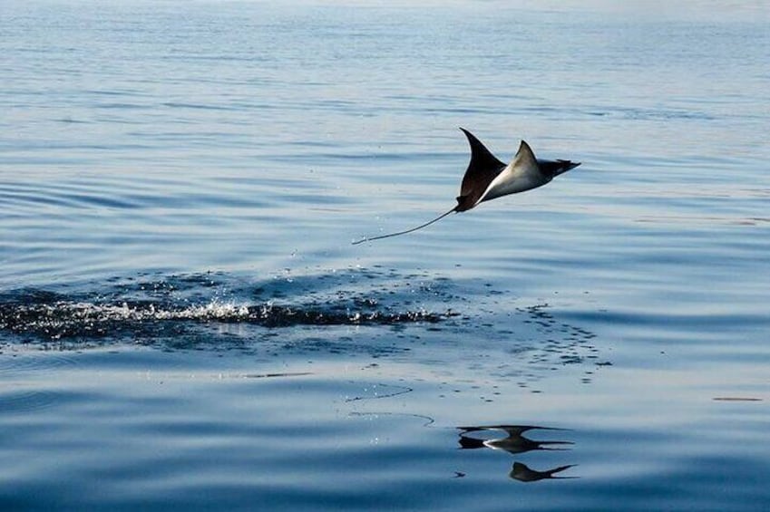 Snorkel with Mobula Rays