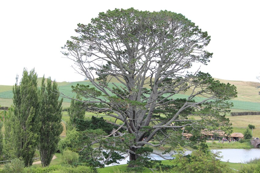 Large tree on Hobbiton & Rotorua tour in New Zealand