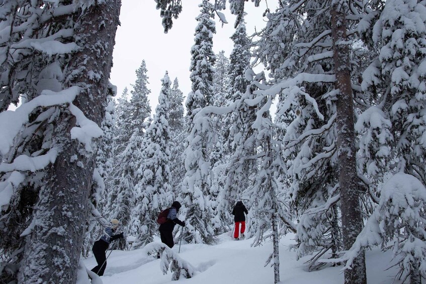 Levi: Lakeside forest snowshoeing