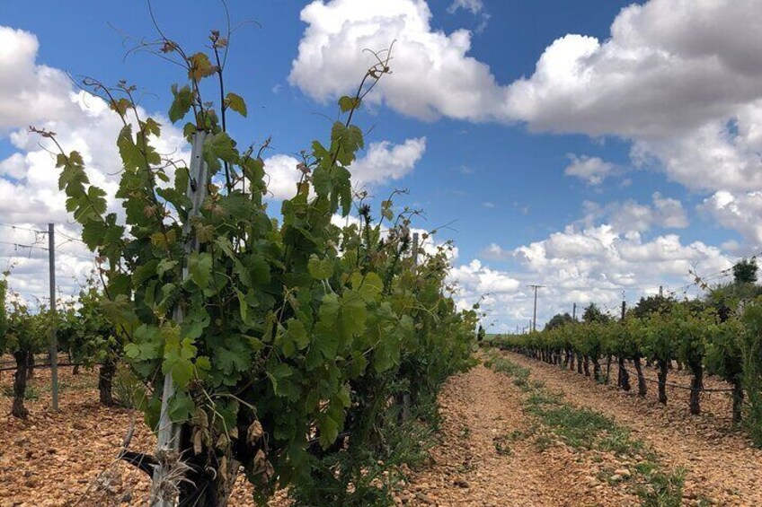 Madrid Tour in White Wine Country from Rueda