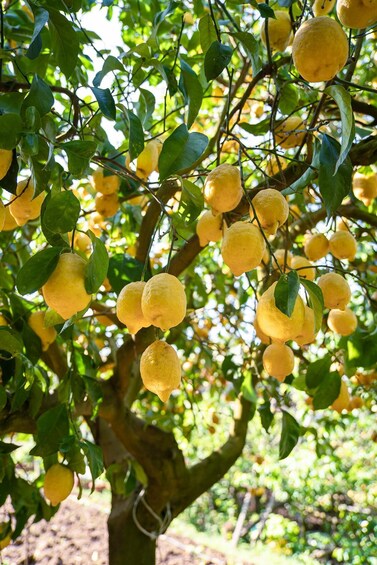 Picture 2 for Activity Sorrento: Lemons grove&cheese show with local food tasting