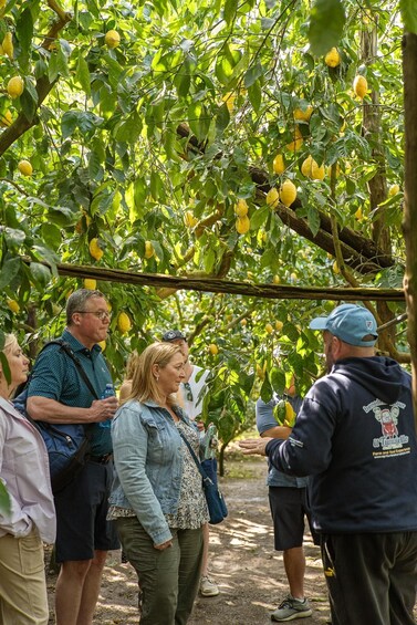 Sorrento: Lemons grove&cheese show with local food tasting