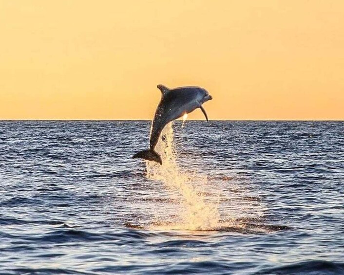 Picture 2 for Activity From Poreč: Evening Dolphin Cruise with Welcome Drink