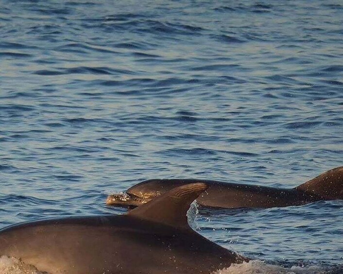 Picture 6 for Activity From Poreč: Evening Dolphin Cruise with Welcome Drink