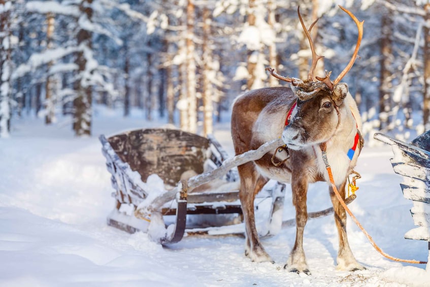 Picture 1 for Activity Levi: Traditional Reindeer Farm Visit & Sled Ride