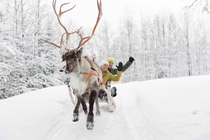 Picture 4 for Activity Levi: Traditional Reindeer Farm Visit & Sled Ride