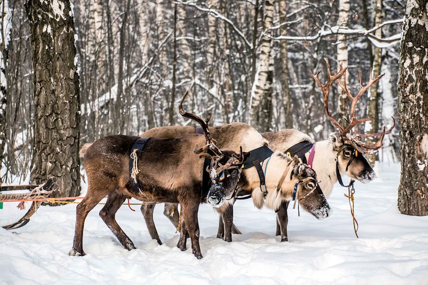 Picture 2 for Activity Levi: Traditional Reindeer Farm Visit & Sled Ride