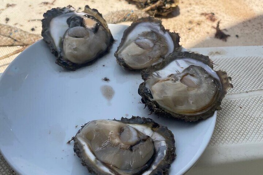 Oyster and Wine Tour