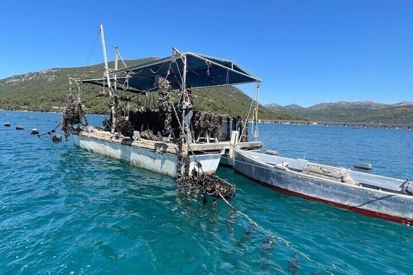 Oyster and Wine Tour