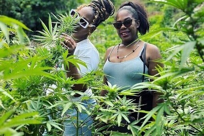 Jamaica Farm Private Dispensary Tour Montego Bay