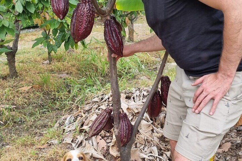 Wine and Chocolate Tour in Thermopylae, Rivera Huila, Neiva