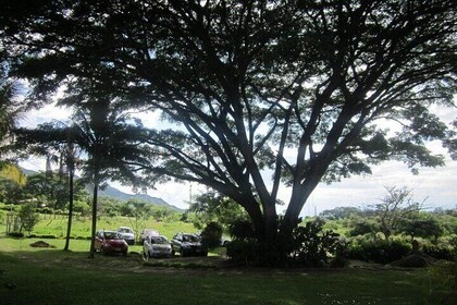 Wine and Chocolate Tour in Thermopylae, Rivera Huila, Neiva