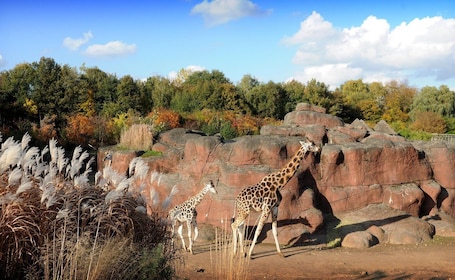 Kerkrade: GaiaZOO Toegangsbewijs