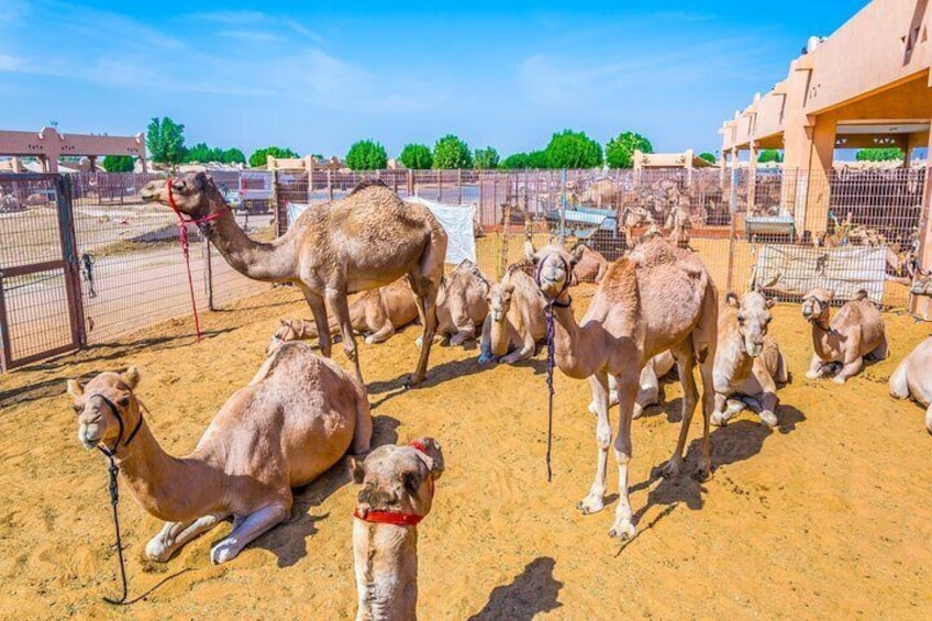 Experience the Oasis City: Al Ain Tour with Lunch"