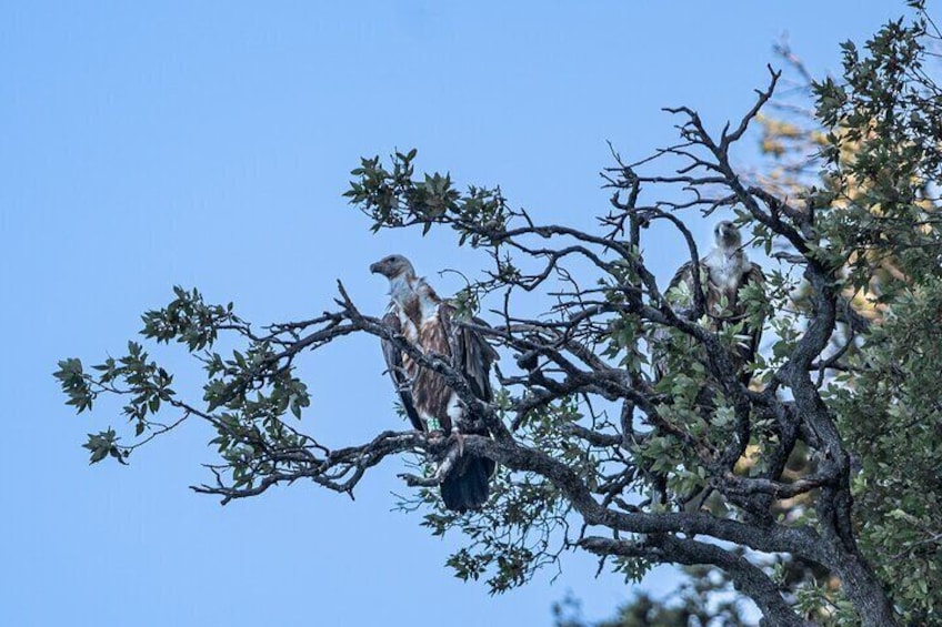 Griffon Vultures Bird Watching Boat Trip in Beli