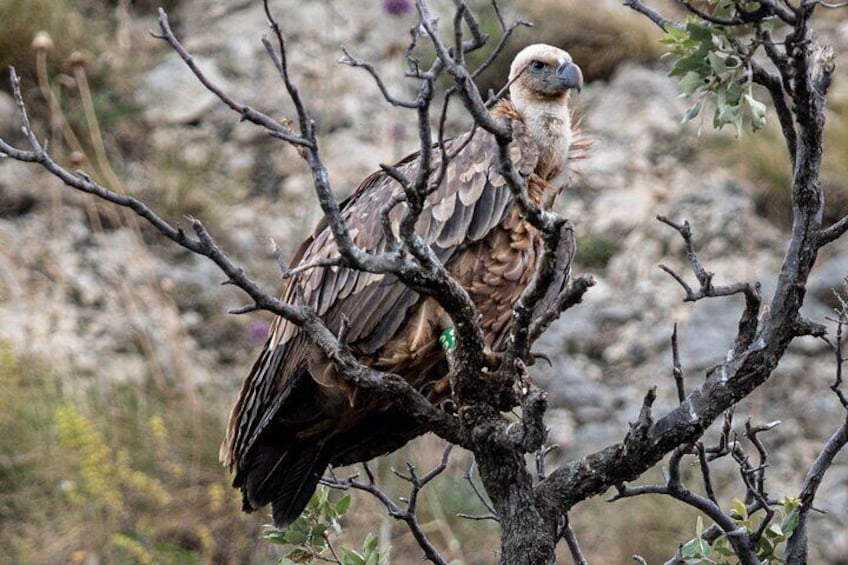 Griffon Vultures Bird Watching Boat Trip in Beli