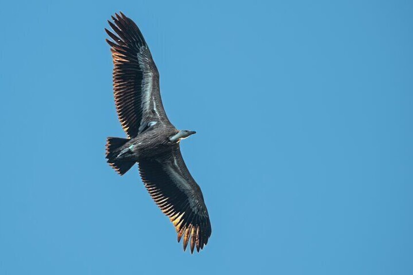 Griffon Vultures Bird Watching Boat Trip in Beli