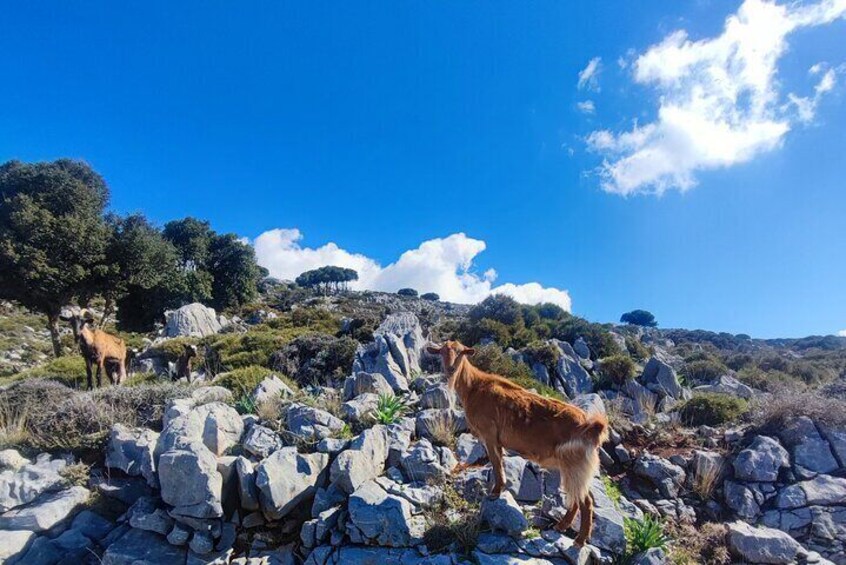 Explore Crete and FEEL LIKE A CRETAN on Safari in Creta island