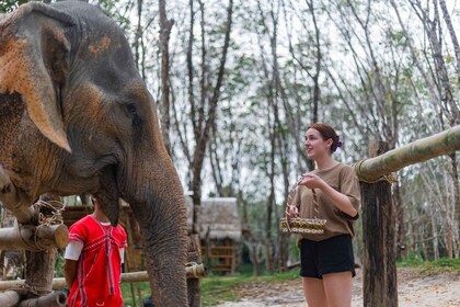 KhaoLak: Tour guidato del santuario degli elefanti con trasferimenti dall'h...