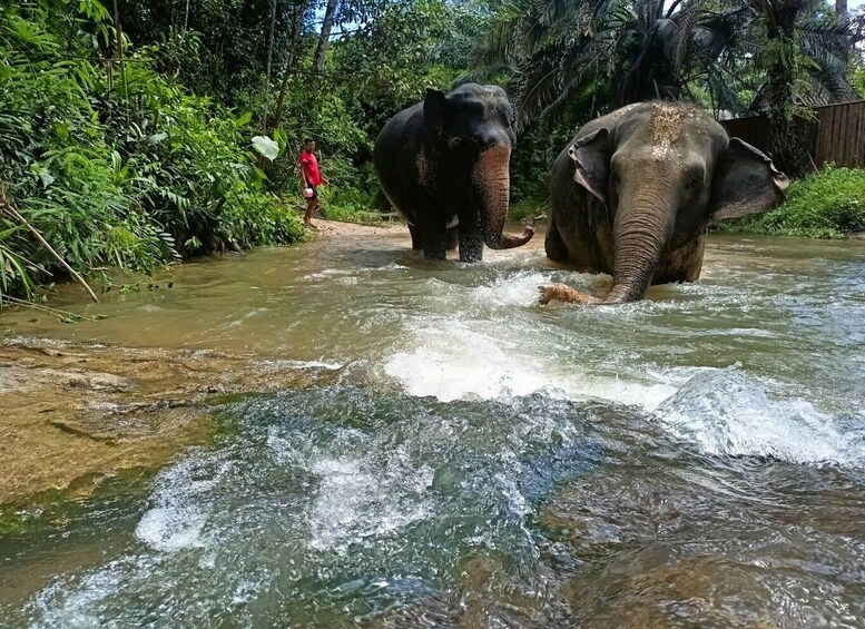 Picture 3 for Activity KhaoLak: Elephant Sanctuary Guided Tour with Hotel Transfers