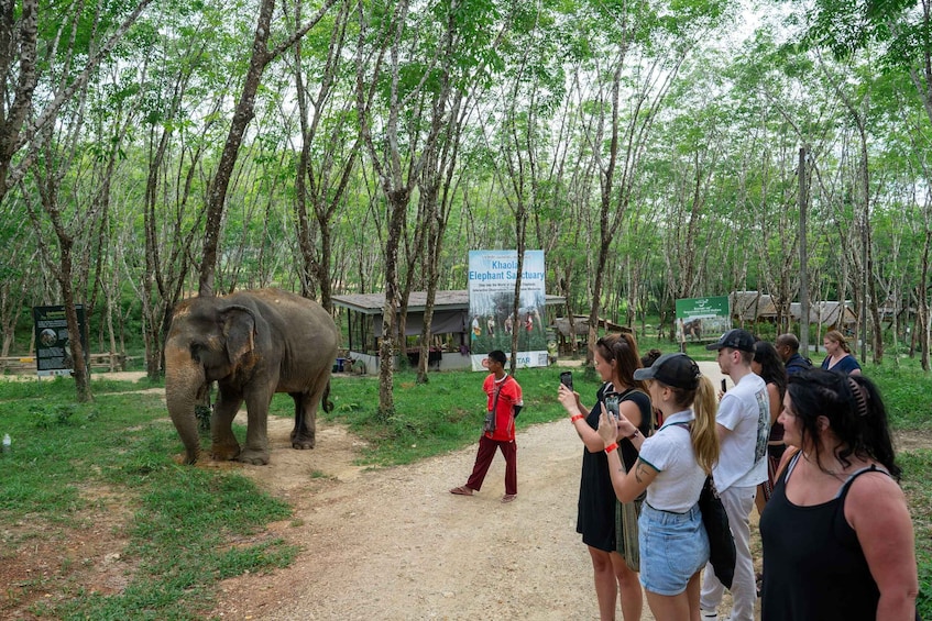 Picture 13 for Activity Khao Lak’s Best: Elephant Sanctuary,Rubber Tapping&Waterfall