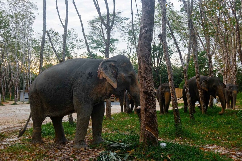 Picture 1 for Activity KhaoLak: Elephant Sanctuary Guided Tour with Hotel Transfers