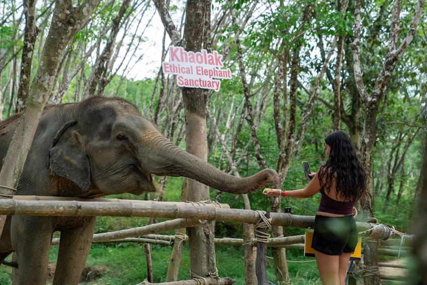 Picture 9 for Activity Khao Lak’s Best: Elephant Sanctuary,Rubber Tapping&Waterfall