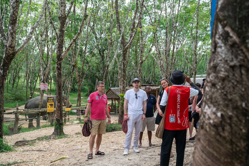 Picture 10 for Activity Khao Lak’s Best: Elephant Sanctuary,Rubber Tapping&Waterfall