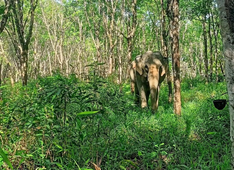 Picture 2 for Activity KhaoLak: Elephant Sanctuary Guided Tour with Hotel Transfers